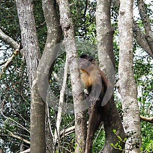 Tufter or Brown Capuchin Monkey at Monkeyland on Garden Route, South Africa