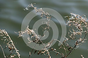 Tufts flicker on blooming branches twinkling in the wind