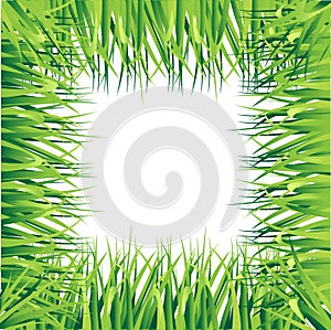 Tufts of grass. A set of design elements of nature. illustration isolated on white background. Summer natural grassy green