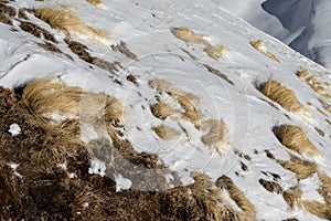 Tufts of grass in the Snow