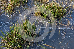 Tufts of green grass stalks sticking up are bound by thin crust of ice. White round-shaped snowflakes are visible on ice.