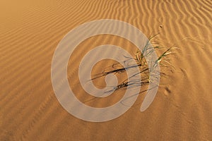 Tufts of Pampas grass in the desert