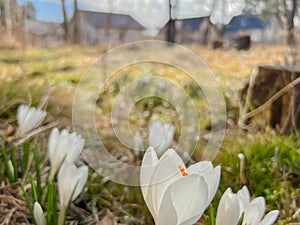 Tufts of spring-flowering crocuses growing on the edge of the forest ne