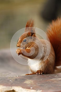 Tufty the Red Squirrel