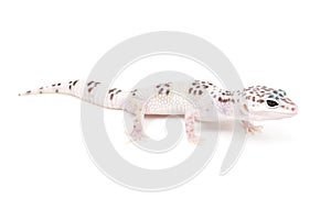 TUG Hypo Leopard Gecko photo