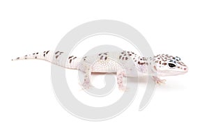 TUG Hypo Leopard Gecko