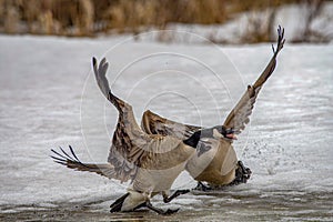 Canada geese fighting