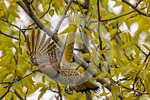 Flicker popping out of the trees