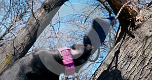 Tug toy for dogs hangs on a tree on rope and sways slightly in the park, close up, bottom-up view, blue sky on