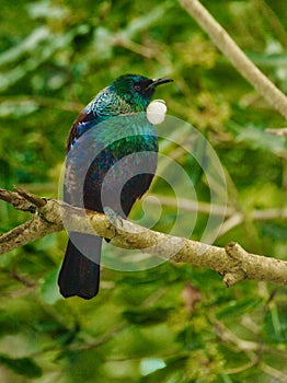 Tui - beautiful bird from New Zealand