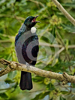 Tui - beautiful bird from New Zealand