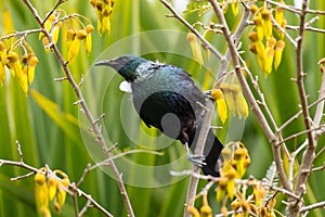 Tui Bird