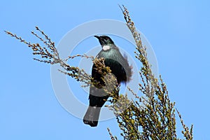 Tui bird