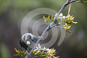 Tui Bird