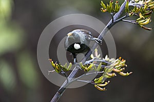 Tui Bird