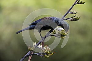 Tui Bird