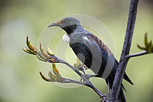 Tui Bird