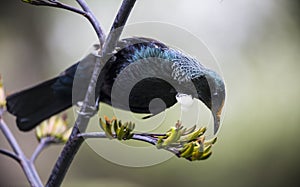 Tui Bird
