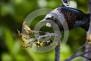 Tui Bird