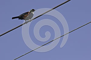 Tui bird on electric wires