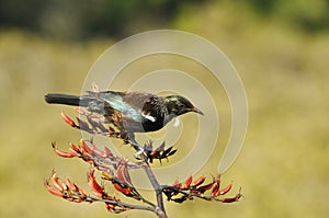 Tui bird feeding on a flax plant