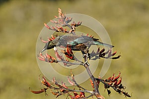 Tui bird feeding on a flax plant