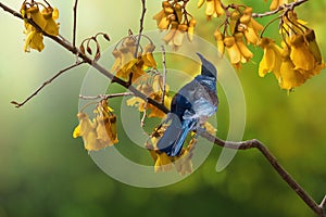 Tui bird kowhai tree flowers New Zealand native