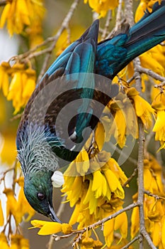 Tui Bird in New Zealand