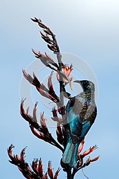 Tui - Bird of New Zealand