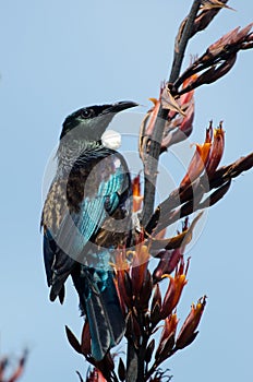 Tui - Bird of New Zealand