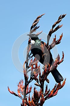 Tui - Bird of New Zealand