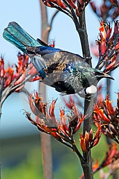 Tui - Bird of New Zealand