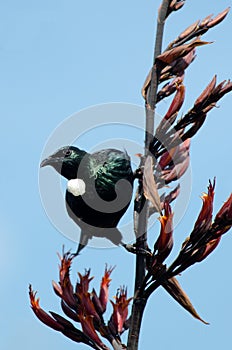 Tui - Bird of New Zealand