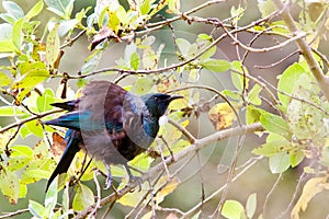 Tui bird perched on a branch of a tree