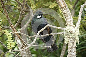 Tui bird (Prosthemadera novaeseelandiae)