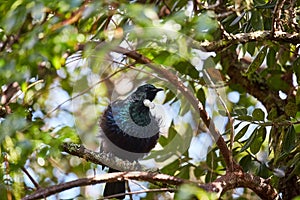 Tui bird in the trees