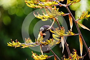 A Tui, endemic passerine bird of New Zealand, feeding on flax plant nectar
