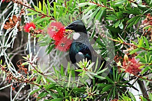 Tui Feasts on Nectar In A Native Tree photo