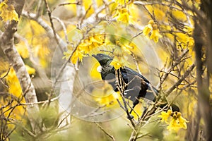 Tui Feeding