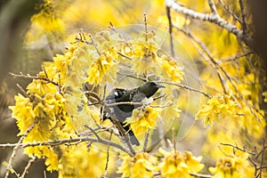 Tui Feeding