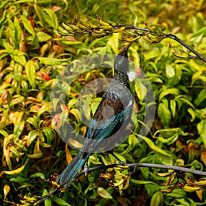 A Tui feeding on flax plant nectar