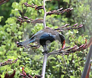 Tui feeding honey in the garden