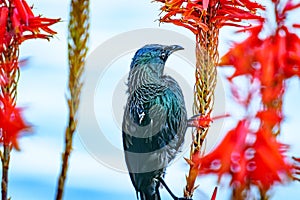 Tui feeding on nectar of flower of aloe succulent