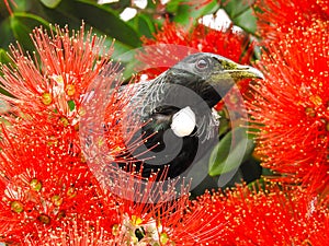 Tui Feeding on Pohutukawa