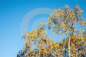 Tui feeding at sunrise on yellow flowers of kowhai tree