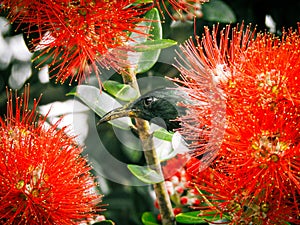 Tui Hiding in New Zealand Christmas Tree