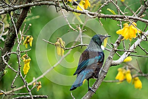 Tui in a Kowhai Tree