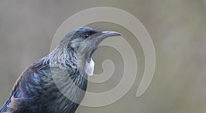 Tui - New Zealand native bird - genus Prosthemadera