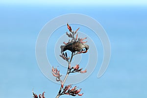 The tui (Prosthemadera novaeseelandiae) is an endemic passerine bird of New Zealand