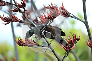 The tui (Prosthemadera novaeseelandiae) is an endemic passerine bird of New Zealand